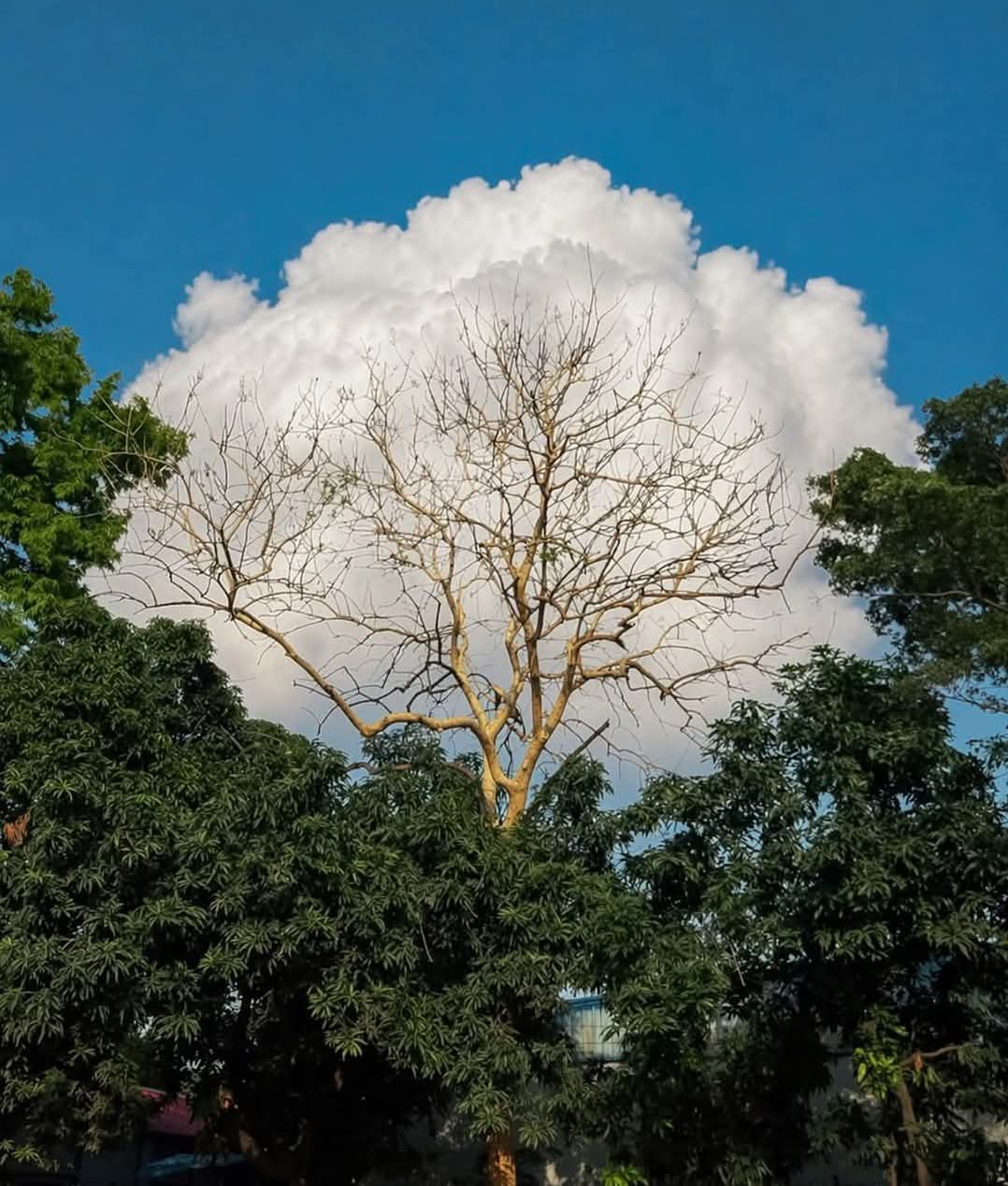 ألحلــم سيــد ألاخــلاق